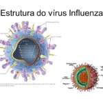 EUA – Especialistas temem uma forte temporada de influenza além do COVID